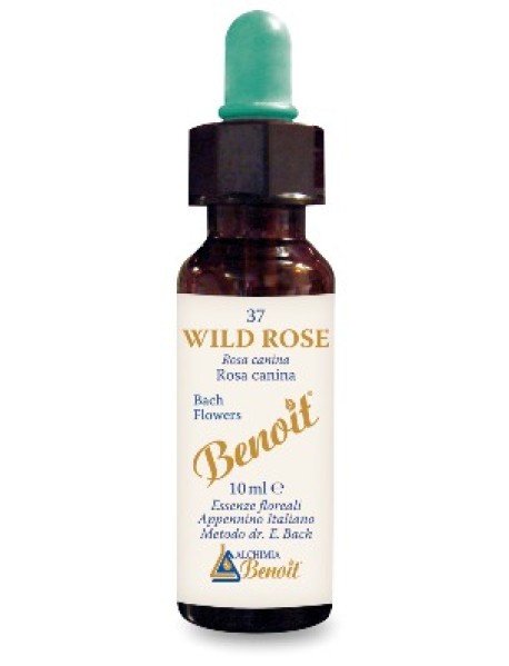 BENOIT FIORI BACH WILD ROSE (37)